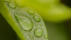 water drops leaves Plants