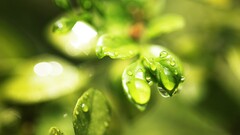 water drops leaves Plants