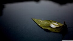 water drops leaves Plants