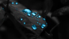 water drops leaves selective coloring macro blue