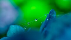 water drops macro green background Flowers blue background