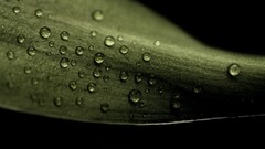 water drops macro leaves dark