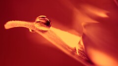 water drops macro orange