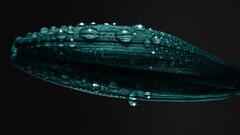 water drops monochrome Plants macro Simple Background