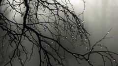 water drops nature Trees monochrome twigs