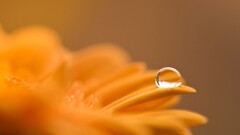 water drops Plants Flowers orange flowers bokeh depth of field