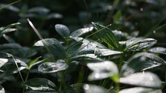 water drops Plants leaves