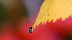 water drops Plants macro