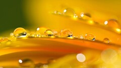 water drops Plants warm colors petals dew macro Flowers