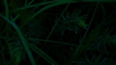 water drops reeds dark Plants