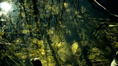 water Plants outdoors