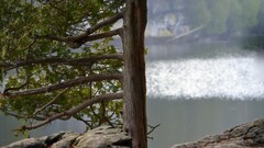 water rock Trees Lake