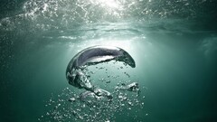 water Sea underwater national geographic bubbles