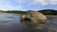 water turtle Animals