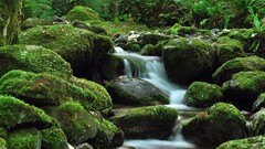 waterfall nature water moss wet Green river
