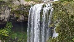 waterfall water Plants outdoors nature