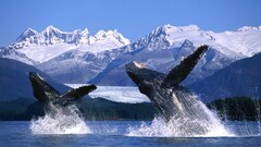 whale Animals jumping Mountains