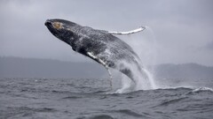 whale Animals jumping nature