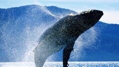whale Animals jumping