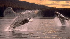 whale Animals jumping