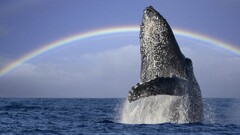 whale Animals Mammals