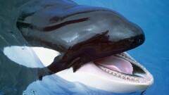 whale Animals Mammals