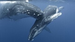 whale Animals Mammals