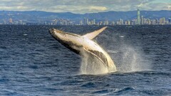 whale Animals Mammals