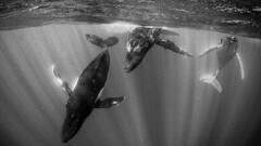 whale Animals monochrome underwater national geographic