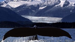 whale Animals Mountains