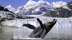 whale Animals Mountains