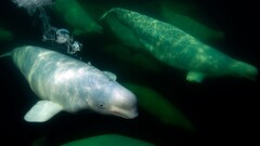 whale Animals national geographic