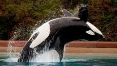 whale Animals Orca