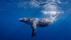 whale Animals Sea nature