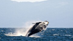 whale Animals Sea nature