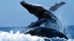 whale Animals Sea