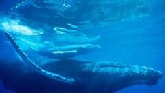 whale Animals Sea
