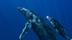 whale Animals Sea underwater blue family