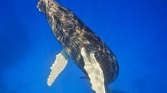 whale Animals underwater