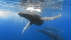 whale Animals underwater