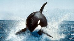 whale Orca Animals