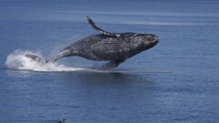 whale Sea Animals duck