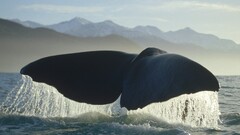 whale Sea Animals