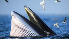 whale Sea Birds Animals