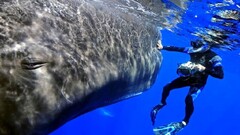 whale Sperm Whale Animals