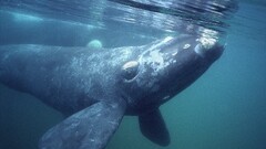 whale underwater Animals