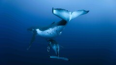 whale underwater Animals