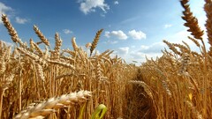 wheat field crops Plants