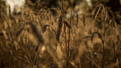 wheat landscape Plants