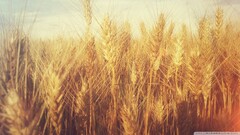 wheat Plants outdoors